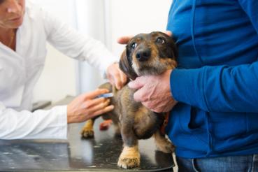 Impfbelastung Hund bioenergetische Analyse