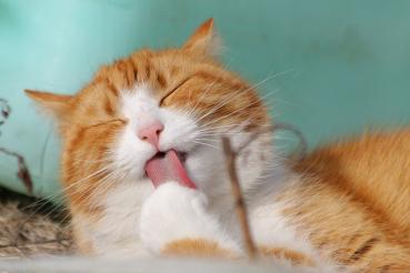 Allergie & Milben Analyse Katze bioenergetisch